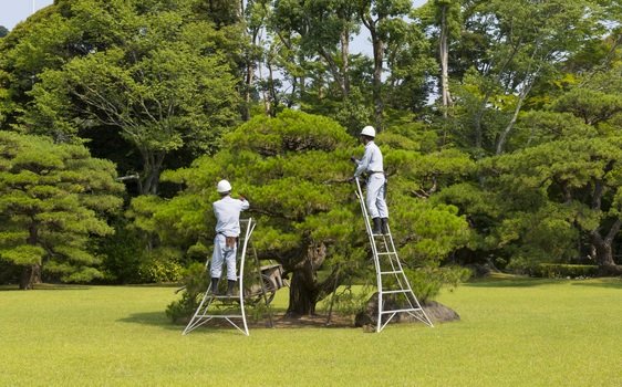 造園業や庭師、園芸ｻｰﾋﾞｽ　の画像.jpg